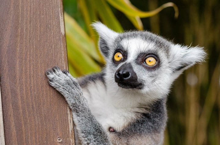 El famoso lemur de Madagascar. Foto: Archivo