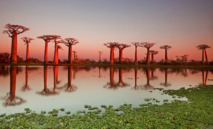 Árboles Baobab. Foto: Archivo