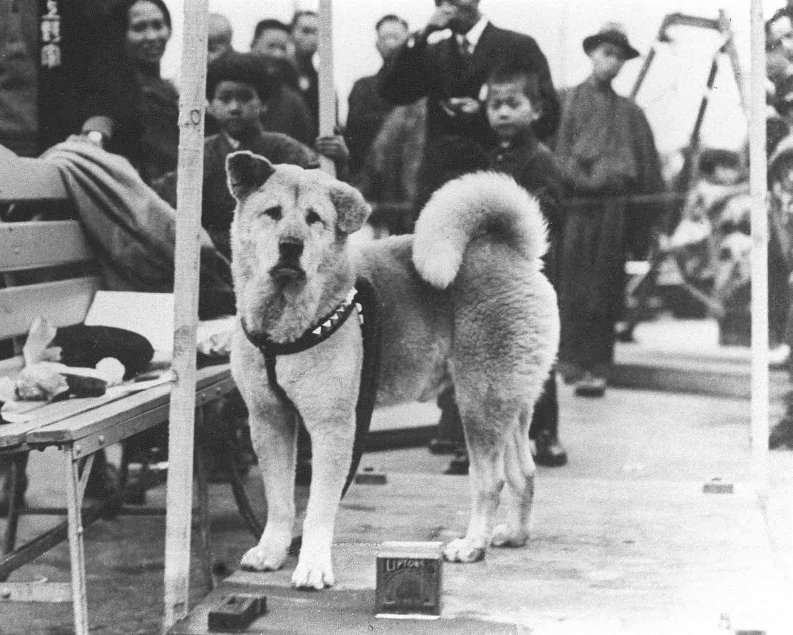 Hachi en Japón. Imagen: Archivo. 