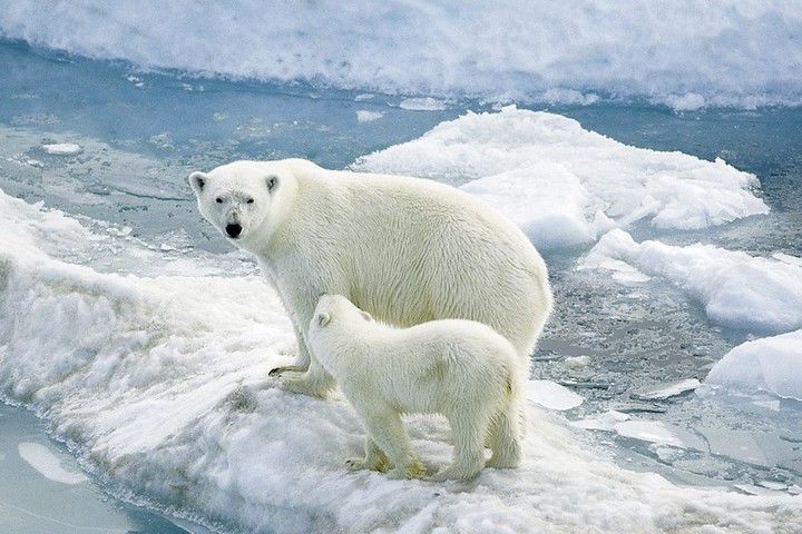 Osos polares en Svalbard foto archivo