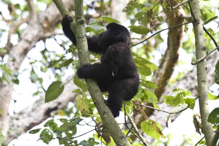 Ruanda Gorilas Foto Hjalmar Gislason 5
