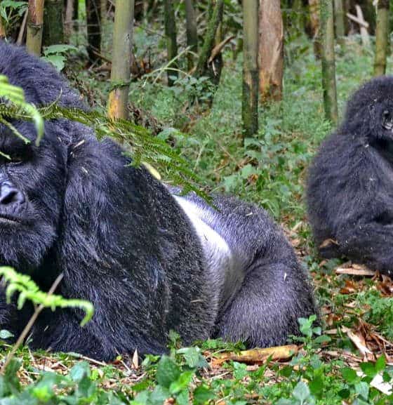 Ruanda Gorilas Foto Thomas Becker 1