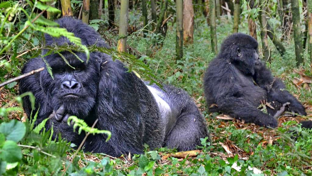 Ruanda Gorilas Foto Thomas Becker 1