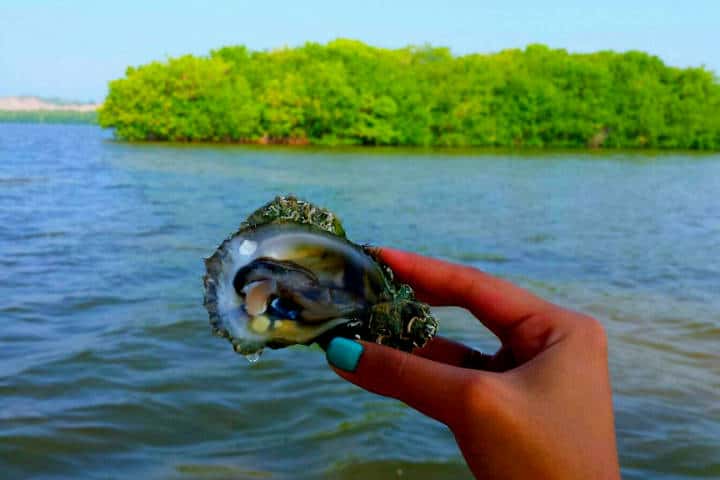 Viaje a la laguna de Mandinga en Veracruz ¡Vamos! | El Souvenir