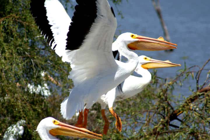 Pelicanos borregones Foto José Enrique 