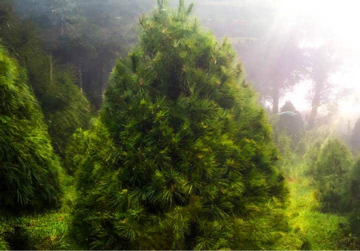 bosque-del-ciclo-verde-arboles-navidad-middle2