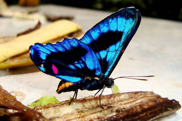 Amazonas Foto Hector Montero
