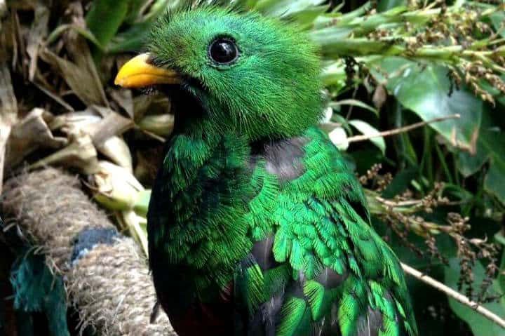 El nido quetzal Real foto el Nido