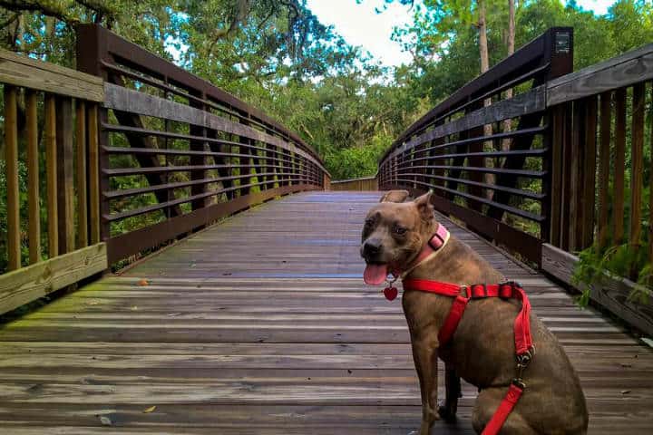 Kissimmee Florida petfriendly Shingle Creek Regional Park Foto Chip Ziemer