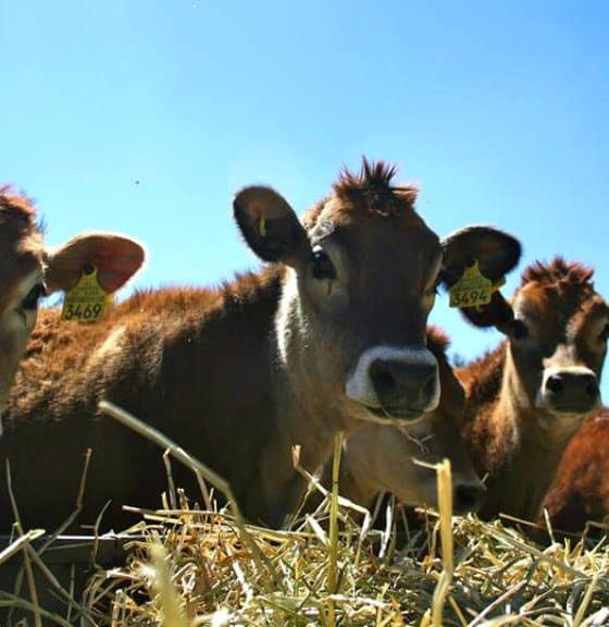 Rancho quesero Foto Flor de alfalfa 38