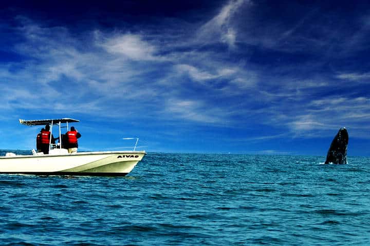 Que hacer 2018 ballena Foto paolo macoring