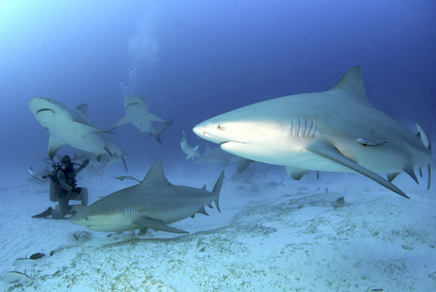 Aventura – Buceo Tiburones Cozumel