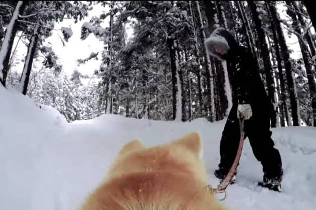 Google Street muestra ciudad japonesa con perros Akita