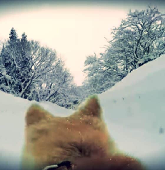 Akita Google Street View 9