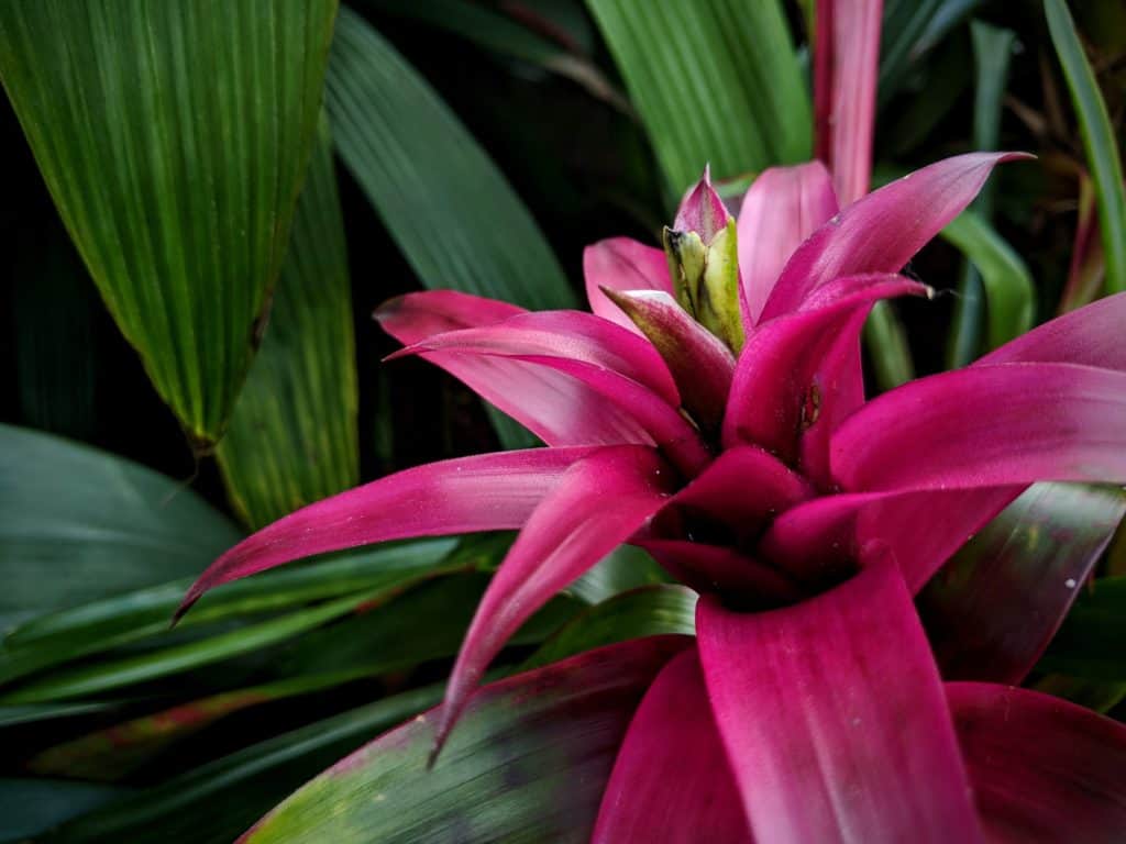 Bromelia.