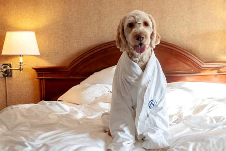 Cadenas de Hoteles Petfriendly Foto Marriot Int 1