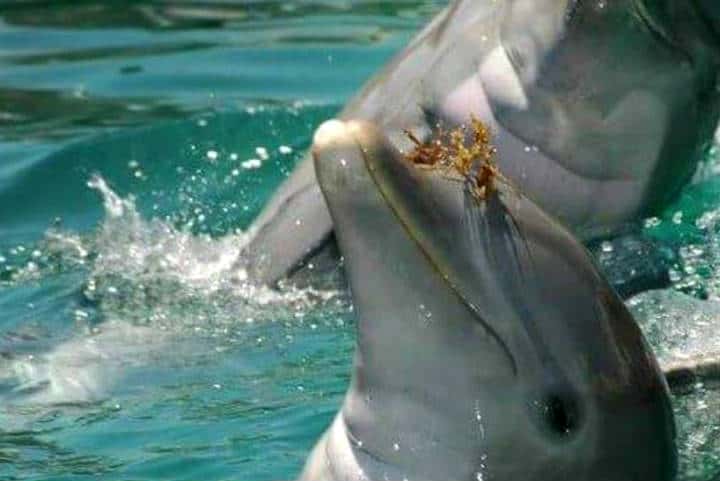 Delfines Isla Aguada Campeche Foto Don Pasita 10