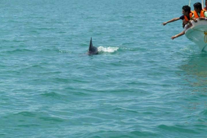 Delfines Isla Aguada Campeche Foto Don Pasita 2