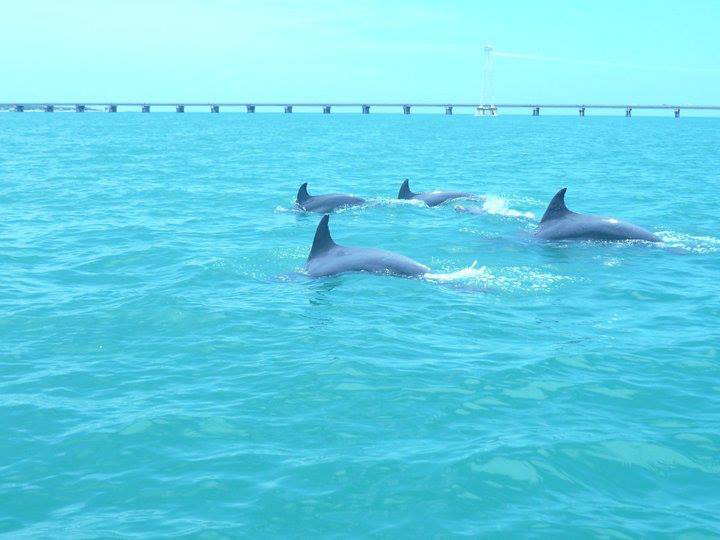 Delfines Isla Aguada Campeche Foto Don Pasita 3
