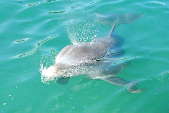 Delfines Isla Aguada Campeche Foto Don Pasita 9
