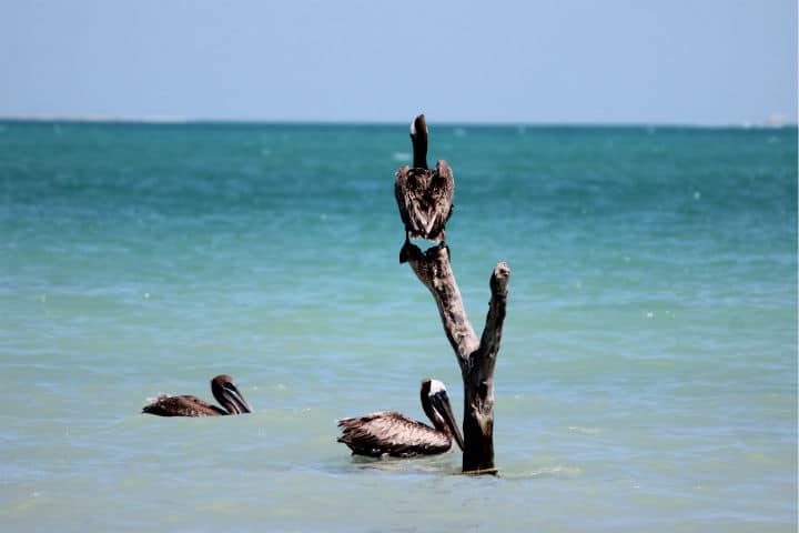 Delfines Isla Aguada Campeche Foto Laura Flickr