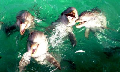 Delfines Isla Aguada Campeche Foto Don Pasita