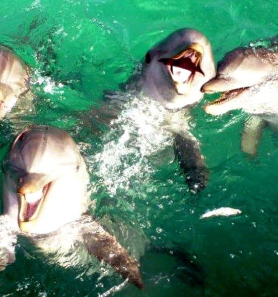 Delfines Isla Aguada Campeche Foto Don Pasita
