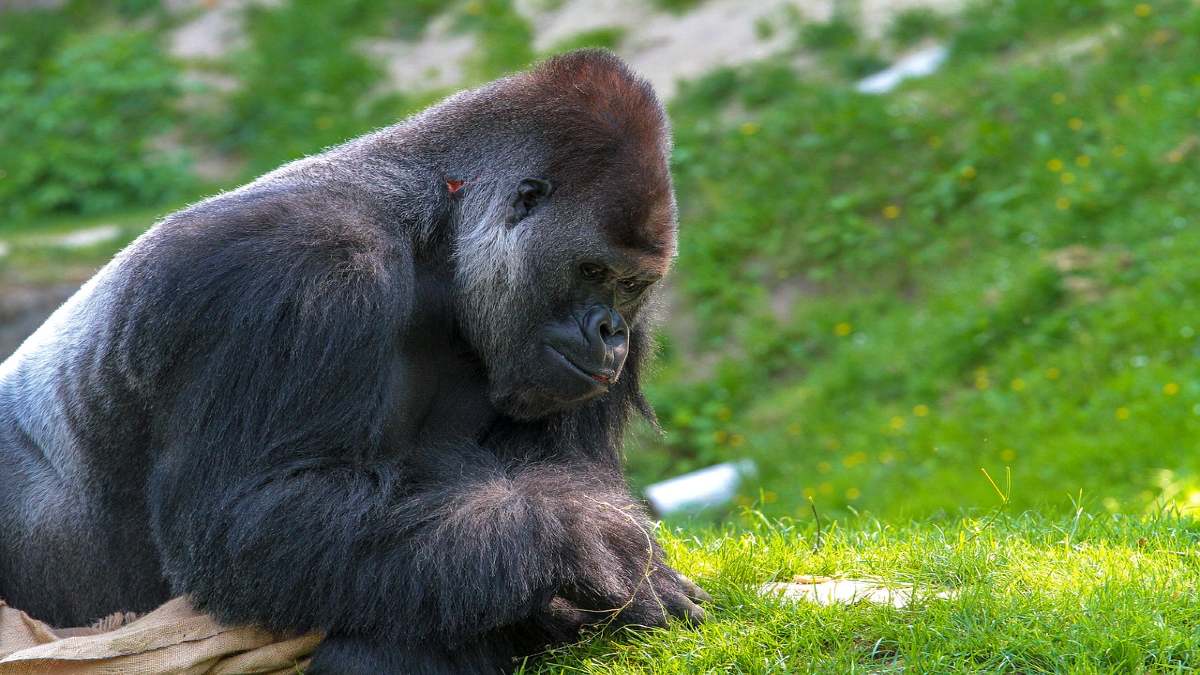 Parque de gorilas en Ruanda. Foto Pixabay.