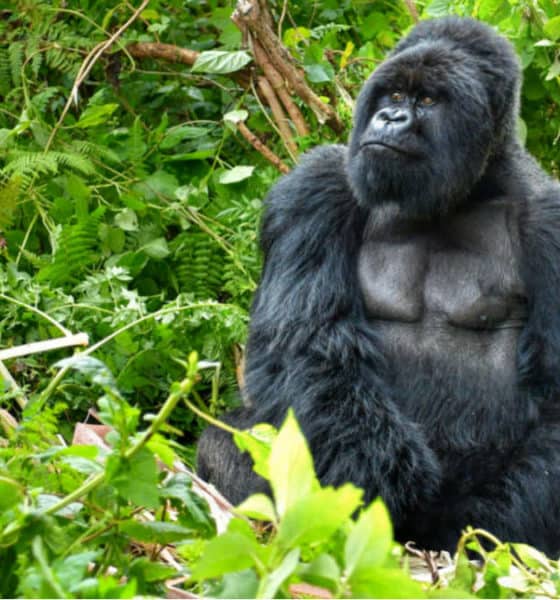 Portada. Parque de gorilas en Ruanda. Foto. El Ágora