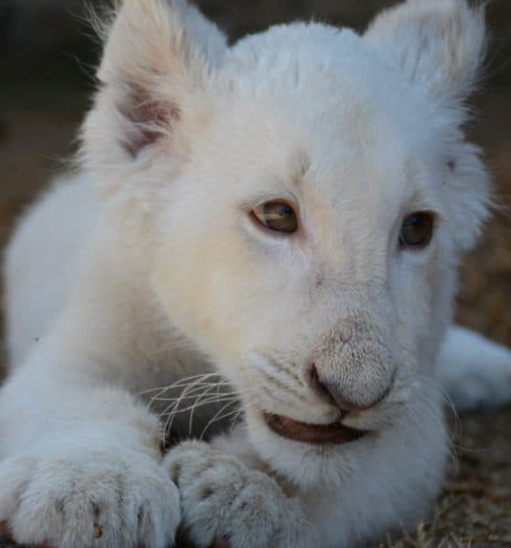 Leones Blancos en Tlaxcala Xonotli Foto Sectur Tlaxcala