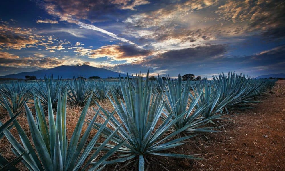 7 cosas que hacer en Tequila, Jalisco El Souvenir