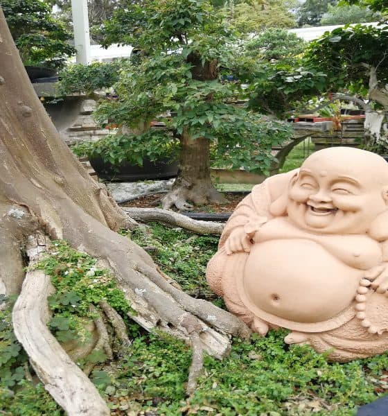museo del bonsai fortin veracruz