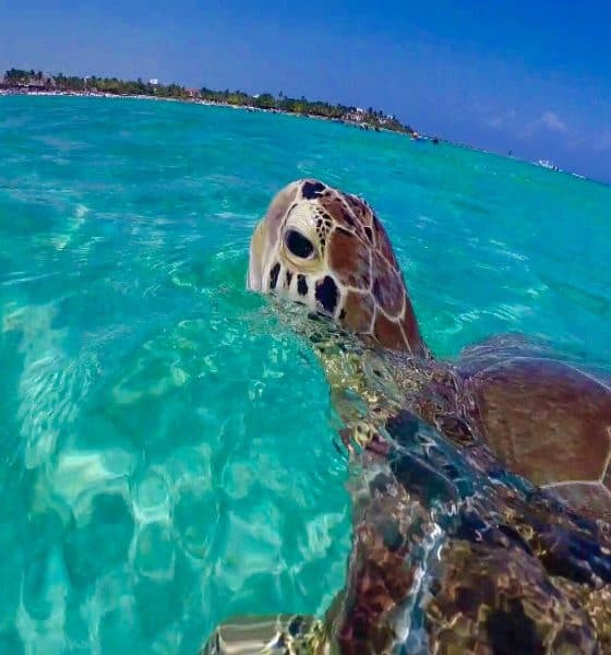 cómo llegar a akumal