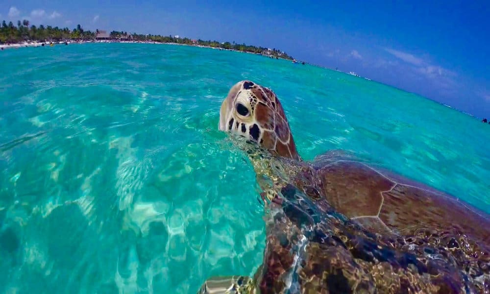 cómo llegar a akumal