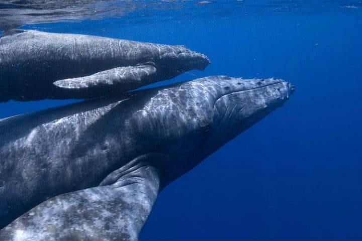 ballenas grises baja california sur