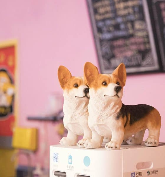 hello corgi cafe