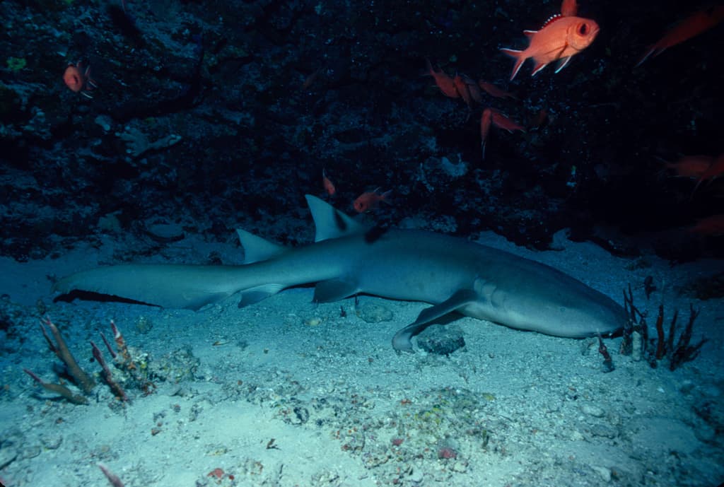 Tiburón dormido en Isla Mujeres Foto: Taringa