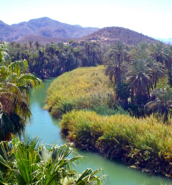 Oasis De Mulege Un Paraiso En El Desierto El Souvenir