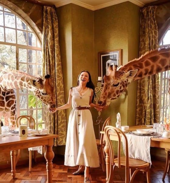 Giraffe Manor es un paraíso tanto para viajeros como para las jirafas que ahí habitan Foto: Big Seven Travel