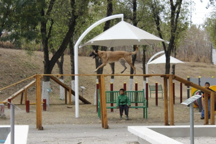 En CDMX siempre encontrarás un parque para ti y tu mascota Foto: Time Out México