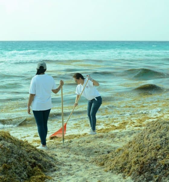 portada Sargazo Caribe Mexicano Foto Caribe Empresarial 1