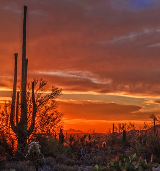 Arizona Foto.César Cantú