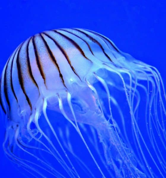 Medusas Foto. Pixabay