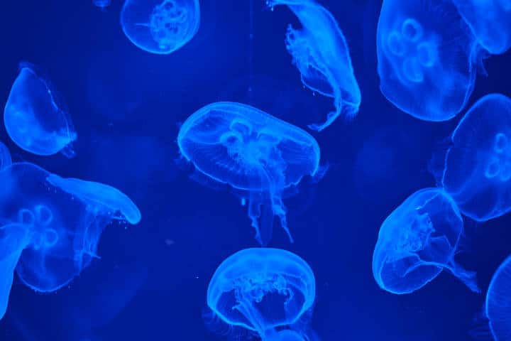 Picaduras de medusas Foto sigmagno