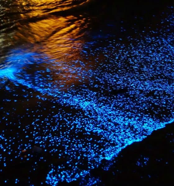 Playa-bioluminiscente city express