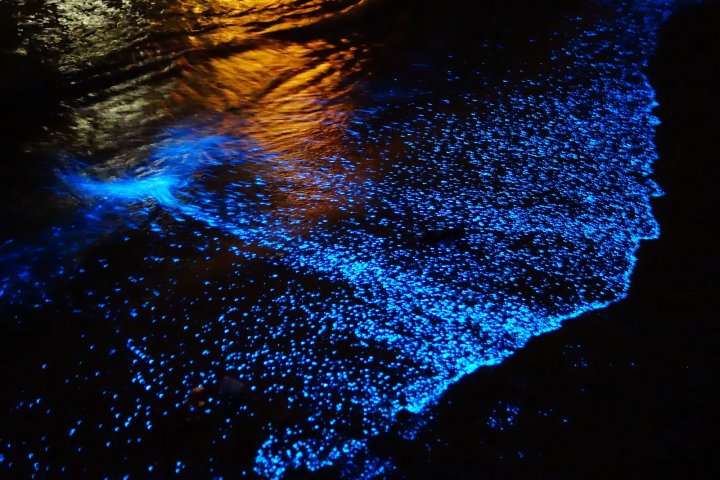 Playa bioluminiscente. Foto_ Archivo