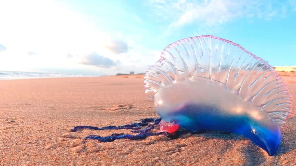 Remedios caseros contra picaduras de medusas. Imagen: Caribbean News digital blog