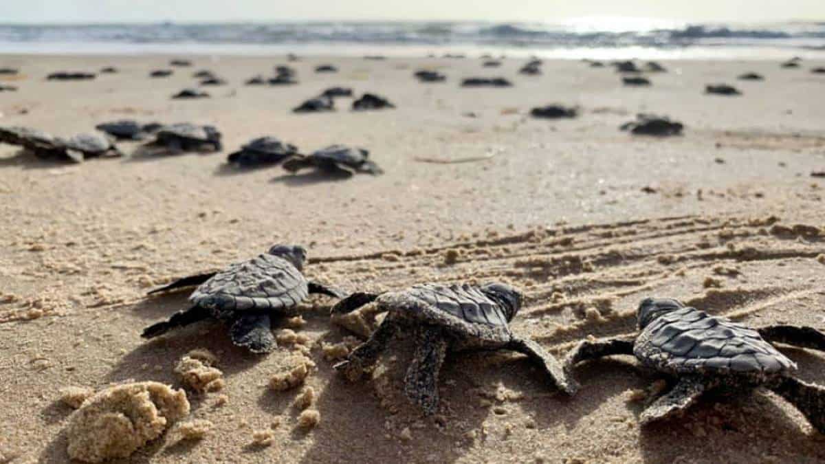portada McAllen South Padre Island. Foto Sea Turtle Inc 2