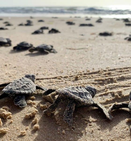 McAllen South Padre Island Foto Sea Turtle Inc 2