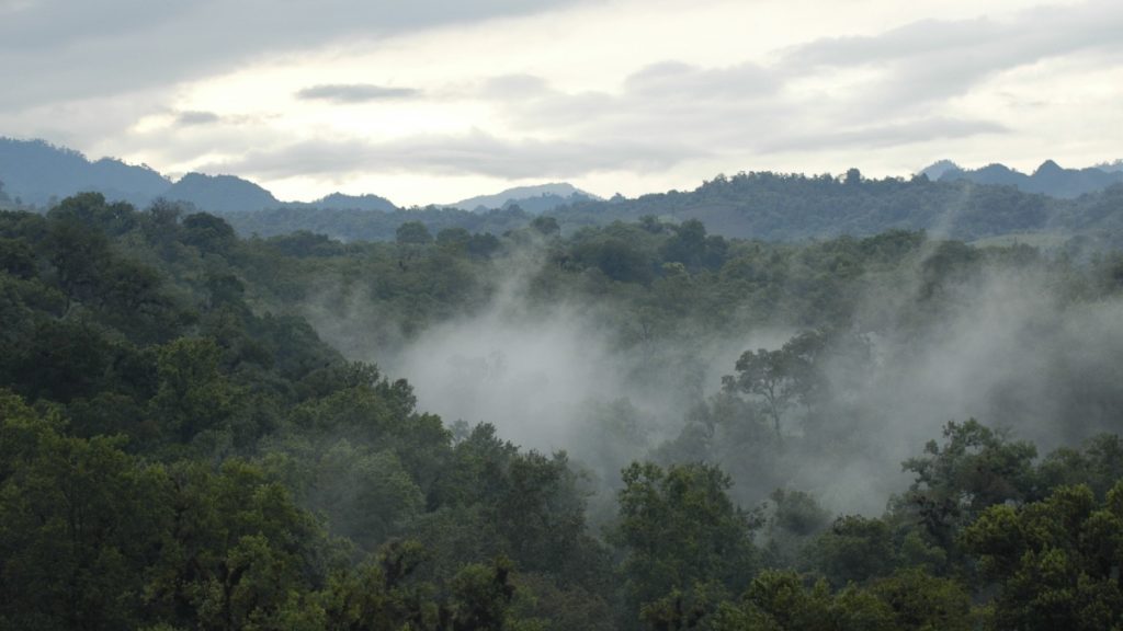Bosque de niebla en Veracruz. Foto_ Las Cañadas